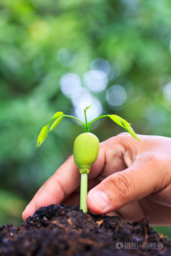 年轻的植物从种子成长