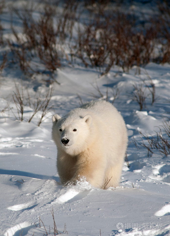 可爱的北极熊幼崽