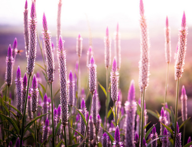 草上紫罗兰花