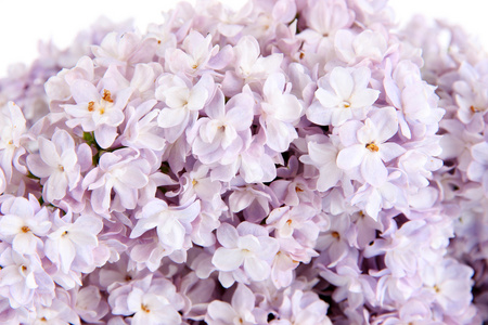 美丽紫丁香花的特写