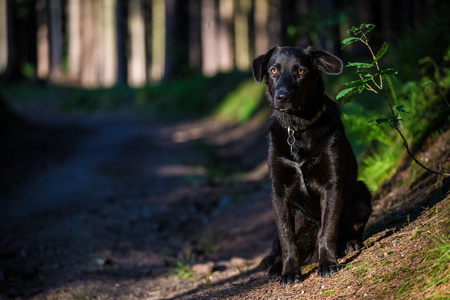 黑犬