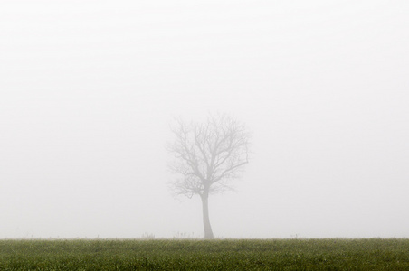 在雾中的树