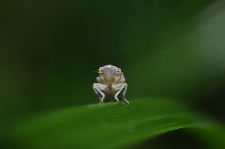 一个小小的 bug