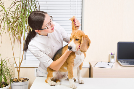 兽医检查品种比格犬，狗的耳朵