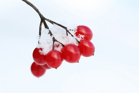 雪上的红色浆果