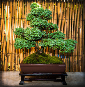 松柏植物盆盆景园林植物树农场柏树盆景盆景树-日本柏树一棵神秘的