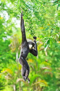 长臂猿在树枝上