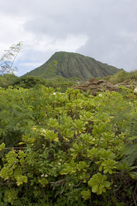 欲望的绿色植被西南海岸的瓦胡岛，夏威夷火山