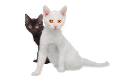 黑色和白色的猫