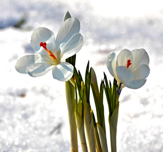 花下着大雪，春天