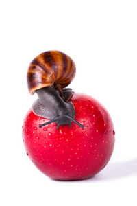 黑蜗牛在红红的苹果图片