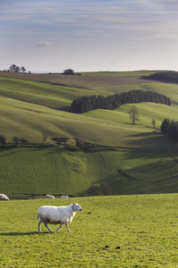 羊在山坡上，希罗普郡，英国