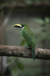 翡翠巨嘴鸟，aulacorhynchus prasinus