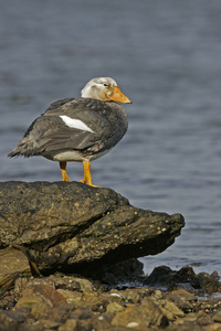 福克兰群岛不会飞的流光鸭，tachyeres brachypterus