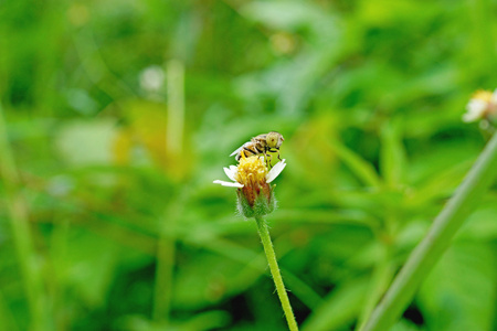 在白花飞