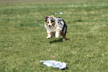 澳大利亚牧羊犬运行