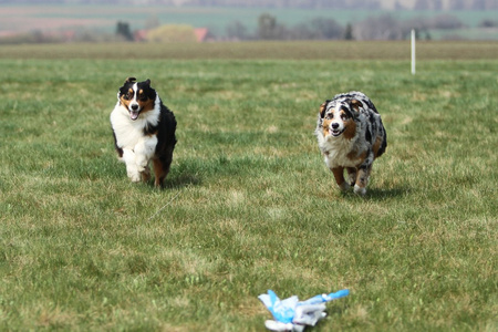 澳大利亚牧羊犬运行