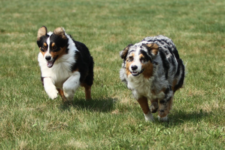 澳大利亚牧羊犬运行