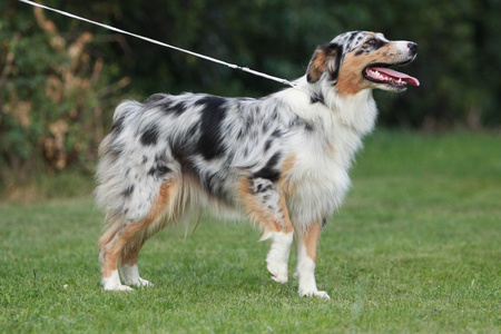 澳大利亚牧羊犬图片