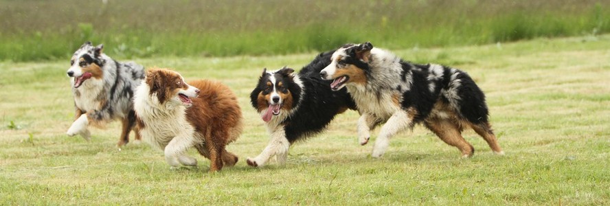 澳大利亚牧羊犬运行