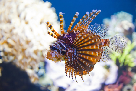 五彩斑斓的鱼五彩斑斓的热带鱼在水之下照片