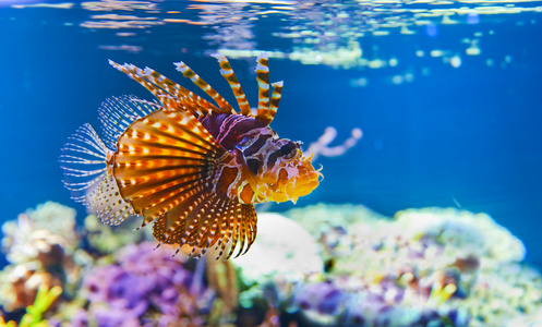 五彩斑斓的鱼图片