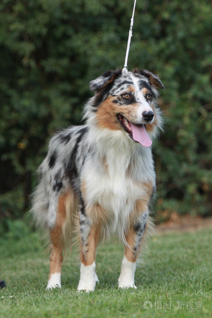 澳大利亚牧羊犬