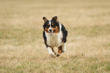 澳大利亚牧羊犬运行