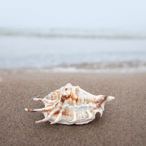 在海滩上的贝壳