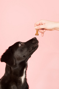 给狗一个 cookie