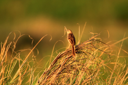 在吕宋岛，菲律宾在清晨纹的 grassbird megalurus 单胞菌 唱歌