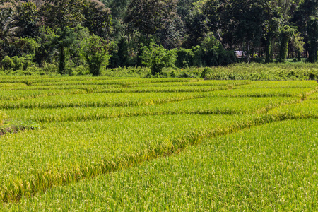 金黄色的稻田，在清迈泰国