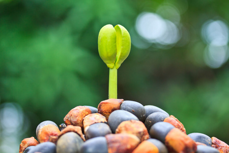 种子发芽树