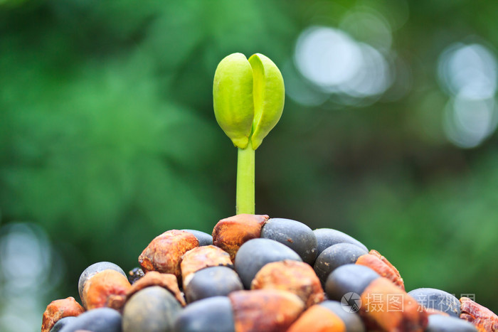 种子发芽树
