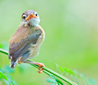 鸟的雏鸟学飞照片