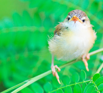 鸟的雏鸟学飞照片