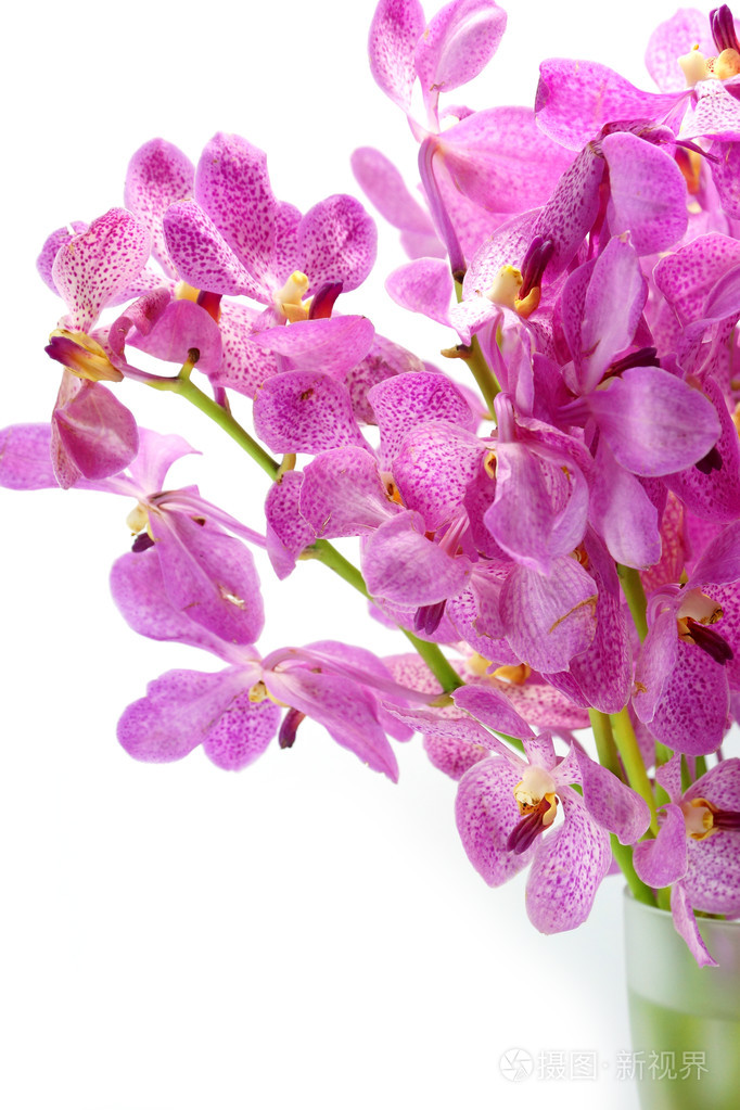 孤立的白色背景上的粉红色 mokara 兰花