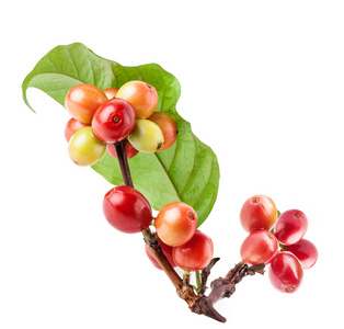        红色咖啡豆的咖啡树的树枝