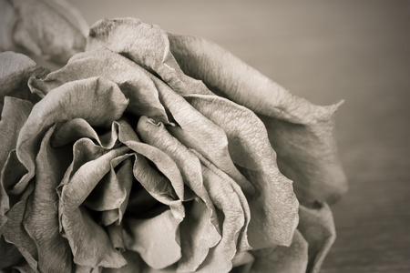 老死玫瑰的黑色和白色的图像