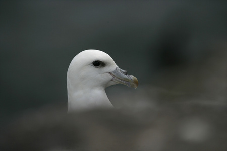 海燕，fulmarus 冰川