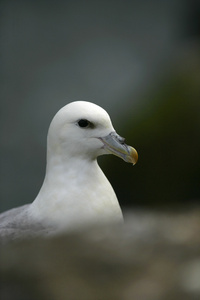 海燕，fulmarus 冰川