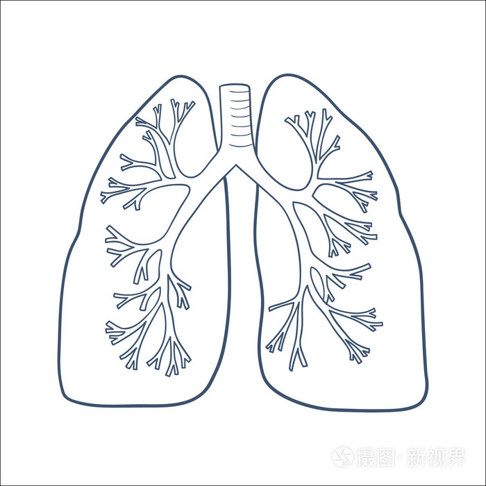 解剖肺上白色孤立插画-正版商用图片1e9836-摄图新视界