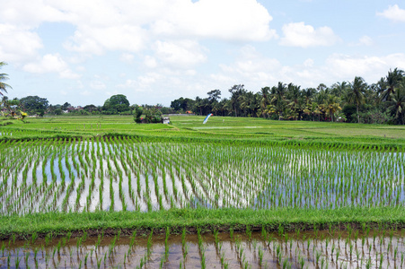 稻田的稻田，巴厘岛，巴厘岛印度尼西亚