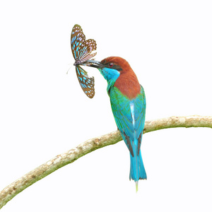 蓝喉蜂食鸟图片