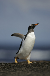 巴布亚企鹅，pygoscelis 巴布亚