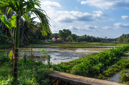 在水稻种植领域花园景观。喀拉拉邦印度