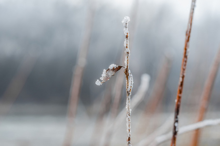 在雪中的叶