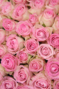 在一个组中的粉红玫瑰