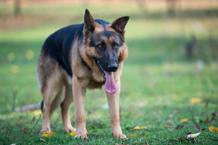 德国牧羊犬