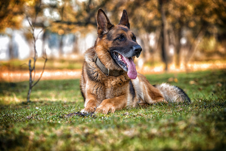 躺在草地上的德国牧羊犬